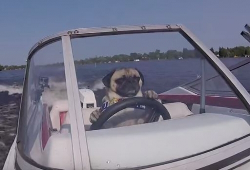 Giải tr&iacute; - Ch&uacute; ch&oacute; si&ecirc;u th&ocirc;ng minh tự l&aacute;i t&agrave;u thủy tốc độ cao (H&igrave;nh 2).