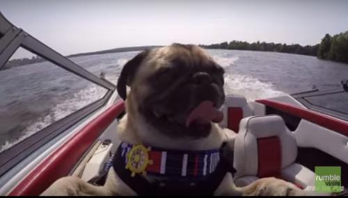 Giải tr&iacute; - Ch&uacute; ch&oacute; si&ecirc;u th&ocirc;ng minh tự l&aacute;i t&agrave;u thủy tốc độ cao (H&igrave;nh 4).