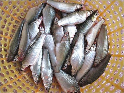 Xã hội - Về miền Tây Nam Bộ thưởng thức cá linh kho tiêu