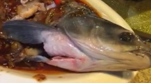 Xã hội - Kinh ngạc chứng kiến cá giãy dụa trên đĩa sau khi được nấu chín