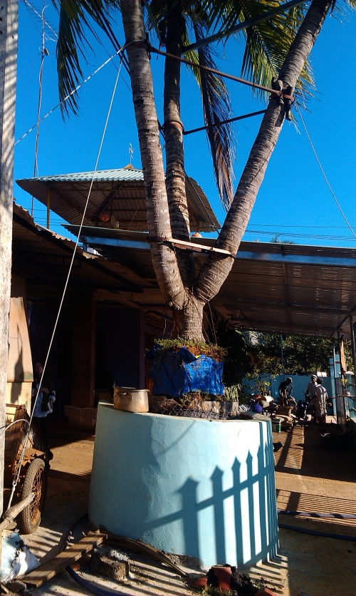 Đời sống - Sự thật c&acirc;y dừa 3 ngọn chữa b&aacute;ch bệnh, trả gi&aacute; 1 tỷ kh&ocirc;ng mua được