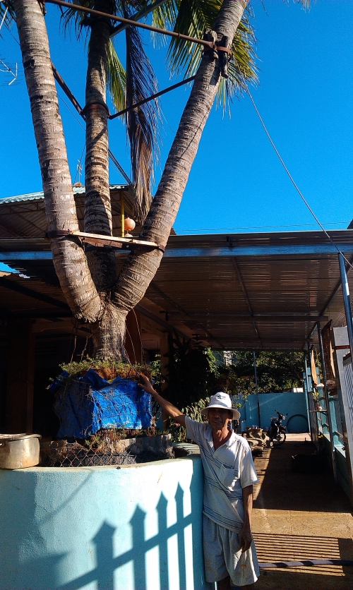 Đời sống - Sự thật c&acirc;y dừa 3 ngọn chữa b&aacute;ch bệnh, trả gi&aacute; 1 tỷ kh&ocirc;ng mua được (H&igrave;nh 2).