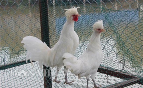 Công nghệ - Gà lạ đầu 'nở hoa' mới vào Việt Nam (Hình 2).