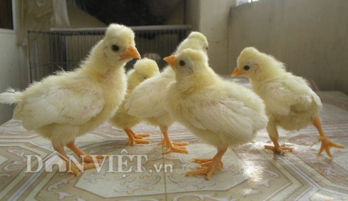Công nghệ - Gà lạ đầu 'nở hoa' mới vào Việt Nam (Hình 5).