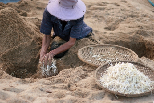 Xã hội - Đào 'hầm'... trồng giá: Chuyện chỉ có ở miền Trung (Hình 2).