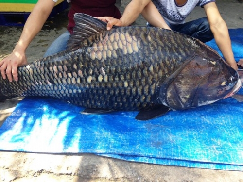 Xã hội - Cặp cá hô 'khủng' 240kg giá trăm triệu phục vụ đại gia Sài Gòn (Hình 2).