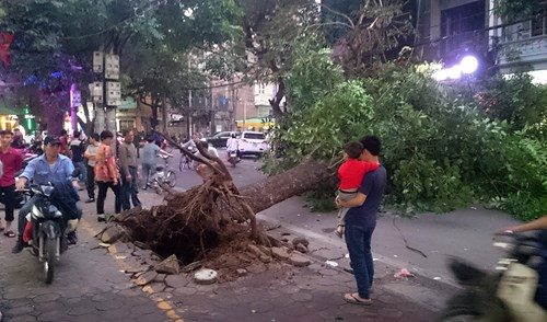 Xã hội - Hà Nội: Cây cổ thụ nghiêng 3 tháng, bật gốc đổ chèn lên xe máy (Hình 3).