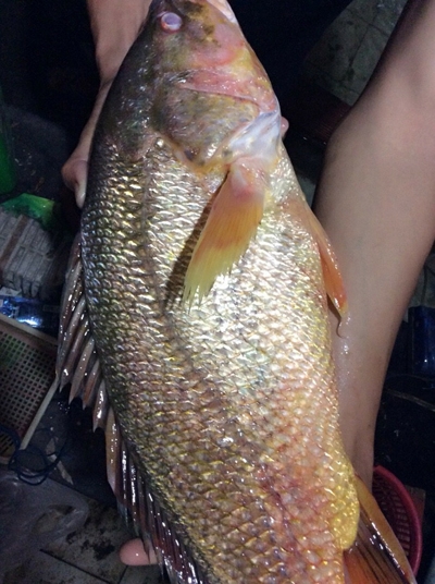 Công nghệ - Cá sủ vàng tiền tỷ lại 'vào lưới' ngư dân trên sông Đồng Nai