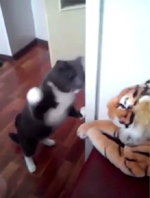 Giải tr&iacute; - M&egrave;o 'đanh đ&aacute;' đấm li&ecirc;n tiếp v&agrave;o mặt hổ g&acirc;y b&atilde;o cộng đồng [VIDEO]