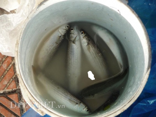 Xã hội - 'Tuyệt chiêu' câu cá không dùng cần, lưỡi: Vài tiếng kiếm nửa triệu (Hình 5).