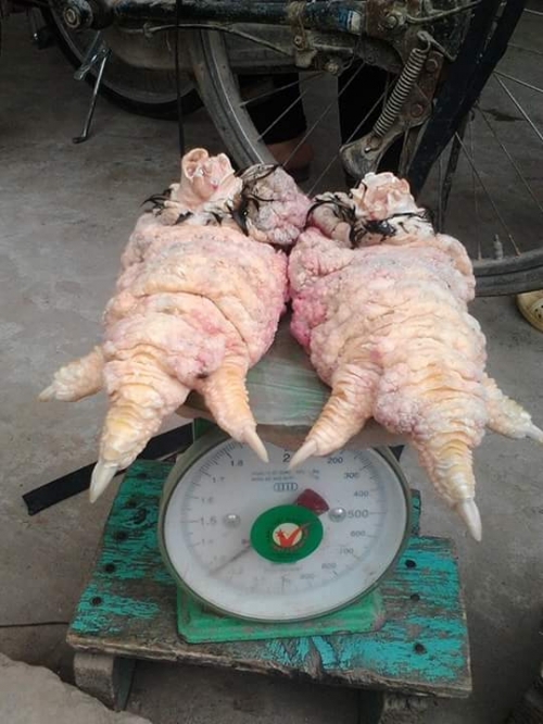 Xã hội - Cận cảnh đôi chân gà Đông Tảo khủng có giá 30 triệu đồng (Hình 4).