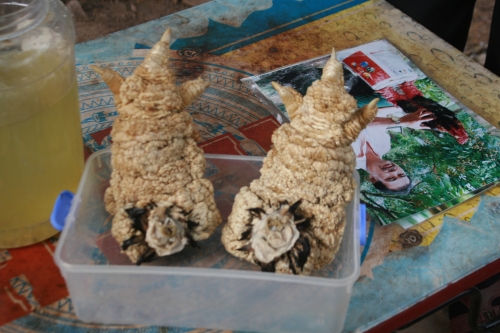 Xã hội - Cận cảnh đôi chân gà Đông Tảo khủng có giá 30 triệu đồng (Hình 5).