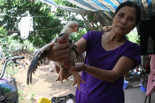 Xã hội - Gà Đông Tảo 1 tháng tuổi giá 2 triệu đồng, thương lái vẫn không bán