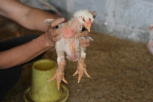 Xã hội - Gà Đông Tảo 1 tháng tuổi giá 2 triệu đồng, thương lái vẫn không bán (Hình 3).