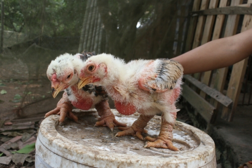 Xã hội - Gà Đông Tảo 1 tháng tuổi giá 2 triệu đồng, thương lái vẫn không bán (Hình 4).
