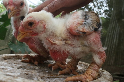 Xã hội - Gà Đông Tảo 1 tháng tuổi giá 2 triệu đồng, thương lái vẫn không bán (Hình 5).