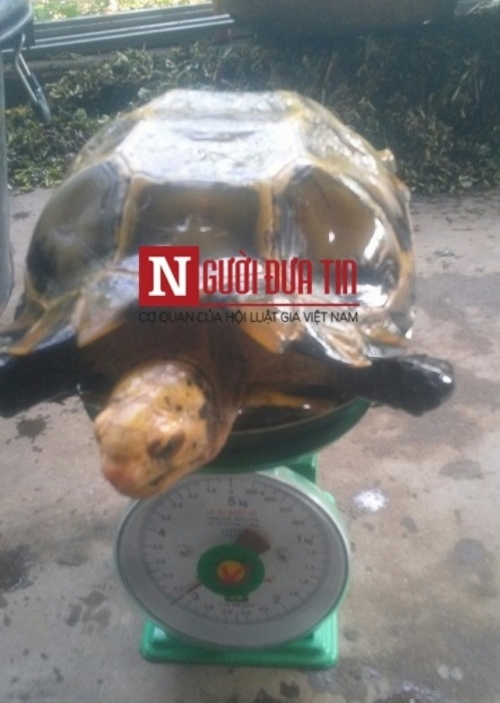 Công nghệ - Cao rùa vàng chữa ung thư, săn lùng 'vàng sống' bán 100 triệu/kg?