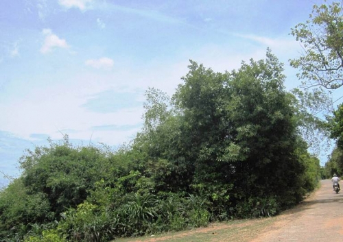 X&atilde; hội - B&iacute; ẩn chuyện QUẠ ĐEN chỉ chỗ x&acirc;y Ngh&egrave; N&aacute; trong rừng cấm ở Quảng B&igrave;nh