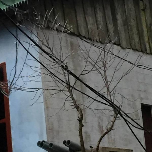 Xã hội - Vĩnh Phúc: Băng giá xuất trên đỉnh Tam Đảo (Hình 2).