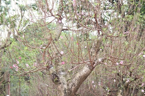 Kinh doanh - Thuê đào, quất chơi Tết giá chục triệu vẫn thu hút khách hàng (Hình 2).