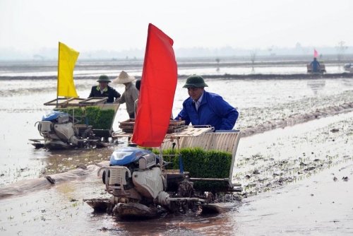Xã hội - Bí thư, Chủ tịch Hà Nội xuống đồng đi cấy (Hình 2).
