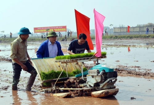Xã hội - Bí thư, Chủ tịch Hà Nội xuống đồng đi cấy (Hình 3).
