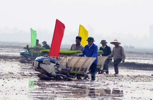 Xã hội - Bí thư, Chủ tịch Hà Nội xuống đồng đi cấy (Hình 4).