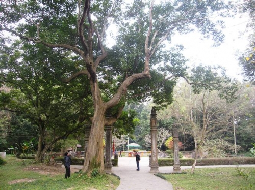 X&atilde; hội - Những loại c&acirc;y kỳ lạ tại Lam Kinh: C&acirc;y ổi biết 'cười' (1) (H&igrave;nh 2).