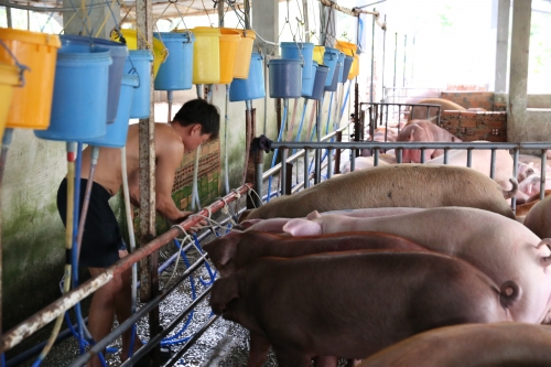 Pháp luật - Bắt quả tang cơ sở bơm thuốc an thần vào heo thịt rồi xuất bán