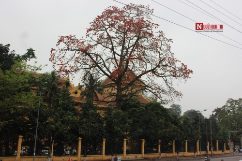 Xã hội - Tháng 4 về, Hà Nội rực đỏ một góc trời hoa gạo...