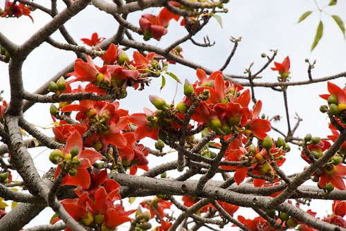 Xã hội - Tháng 4 về, Hà Nội rực đỏ một góc trời hoa gạo... (Hình 3).