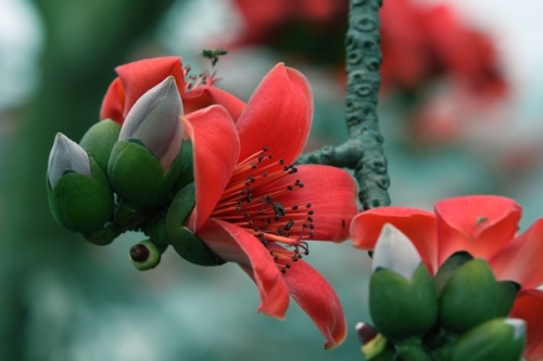 Xã hội - Tháng 4 về, Hà Nội rực đỏ một góc trời hoa gạo... (Hình 4).