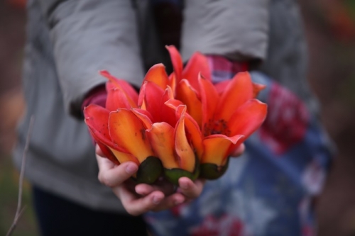 Xã hội - Tháng 4 về, Hà Nội rực đỏ một góc trời hoa gạo... (Hình 6).