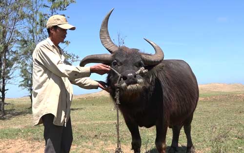 C&ocirc;ng nghệ - Kỳ lạ: Tr&acirc;u 3 sừng xuất hiện ở Bến Tre [VIDEO]