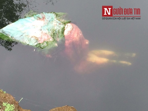 Ph&aacute;p luật - Lợn chết vứt la liệt, Chủ tịch x&atilde; n&oacute;i kh&ocirc;ng biết, dị ứng b&aacute;o ch&iacute; (H&igrave;nh 2).