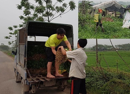 Pháp luật - Rau ào ạt dùng 'chất độc' siêu tăng trưởng, Bộ NN&PTNN nói gì? (Hình 2).