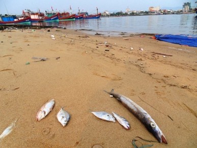 Công nghệ - Cá chết do thủy triều đỏ: Nhà khoa học phản bác kịch liệt