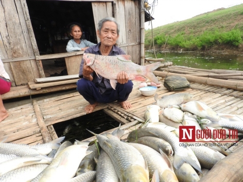 Xã hội - Vụ cá chết hàng loạt trên sông Bưởi: Thanh Hóa mất trắng 18 tấn cá