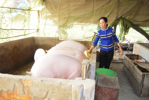 Kinh doanh - C&agrave; Mau: Heo tăng gi&aacute; mạnh, người đập bỏ chuồng tiếc 'h&ugrave;i hụi'