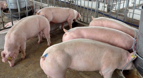 Pháp luật - Heo rớt giá, dân 'run' vì Trung Quốc đóng cửa khẩu ngưng nhập
