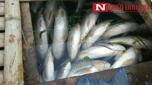 Xã hội - Thanh Hóa: Cá nuôi lồng tiếp tục chết trên sông Bưởi (Hình 2).