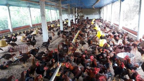 Kinh doanh - Độc đáo: ‘Đeo kính’ cho cả đàn gà để… khỏi đánh nhau (Hình 7).