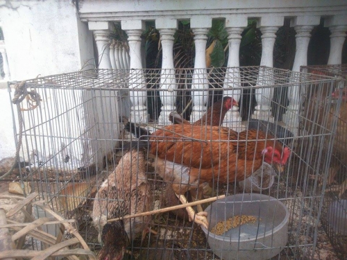 Xã hội - Cận cảnh gia đình Sài thành trồng rau, nuôi gà trên sân thượng (Hình 11).
