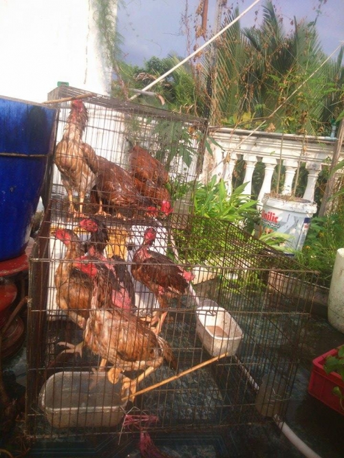 Xã hội - Cận cảnh gia đình Sài thành trồng rau, nuôi gà trên sân thượng (Hình 3).