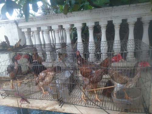 Xã hội - Cận cảnh gia đình Sài thành trồng rau, nuôi gà trên sân thượng (Hình 4).