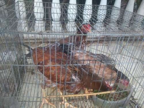 Xã hội - Cận cảnh gia đình Sài thành trồng rau, nuôi gà trên sân thượng (Hình 5).