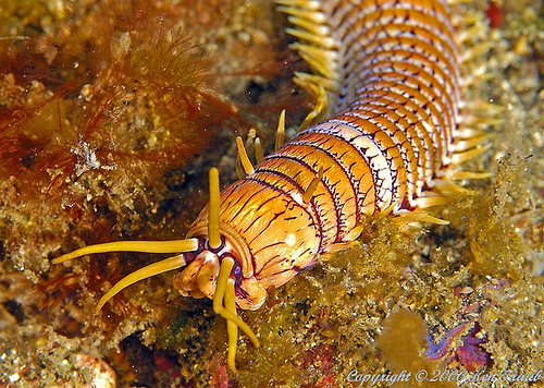 C&ocirc;ng nghệ - Video: Khả năng săn mồi đ&aacute;ng sợ của lo&agrave;i s&acirc;u 'qu&aacute;i vật' d&agrave;i gần 3m (H&igrave;nh 2).