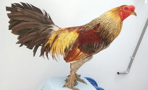 Công nghệ - Cận cảnh đôi chân 'độc lạ' giống gà vảy rồng giá hàng chục triệu/con