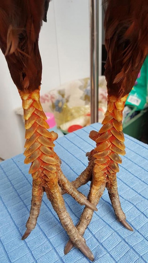 Công nghệ - Cận cảnh đôi chân 'độc lạ' giống gà vảy rồng giá hàng chục triệu/con (Hình 2).