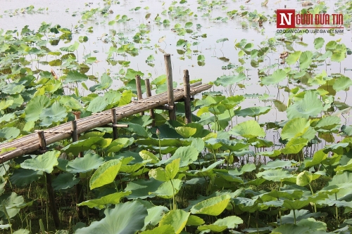 Xã hội - Sen Hồ Tây mất mùa: Khách đến đầm ngao ngán, chủ đầm sen thất thu! (Hình 3).